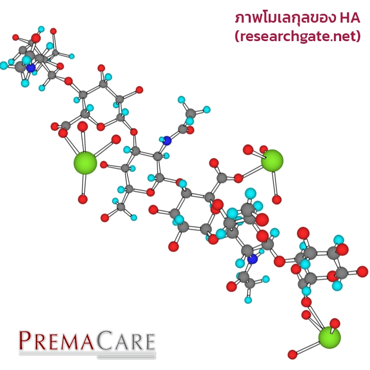 โมเลกุลของกรดไฮยาลูโรนิก (ไฮยา hyarulonic acid) ที่ช่วยให้ผิวชุ่มชื้น